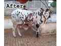 badshah-is-ready-now-for-qurbani-202k-small-0