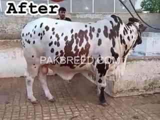 badshah-is-ready-now-for-qurbani-202k