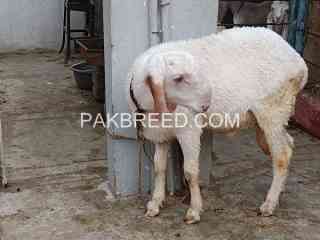 do-dumbay-available-for-qurbani-in-karachi