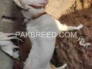 rajanpuri-breeder-janwer-for-sale-in-karachi