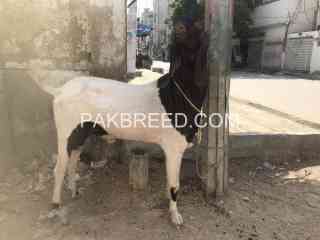 breeder-4-dant-bakra-qurban-202k-in-karachi