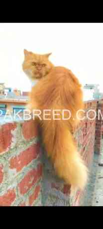 unique-bicolor-persian-punch-face-available-in-zafarwal-big-0