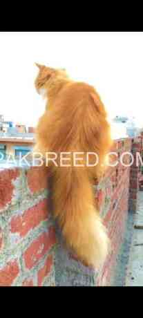 unique-bicolor-persian-punch-face-available-in-zafarwal-big-1