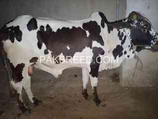 202k-qurbani-janwor-available-in-karachi