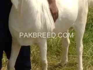 khasi-tyar-teda-fresh-bakra-for-sale