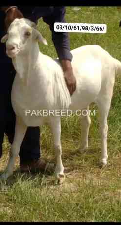 khasi-tyar-teda-fresh-bakra-for-sale-big-0