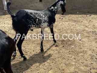 vip-qurbani-bakry-for-sale