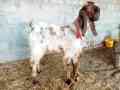 beetal-breeder-bakra-for-sale-in-jhelum-small-0