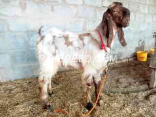 beetal-breeder-bakra-for-sale-in-jhelum