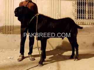 high-quality-beetal-male-breeder-bakra-in-karachi