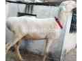 fatajangi-dumba-for-qurbani-2024-in-rawalpindi-small-0