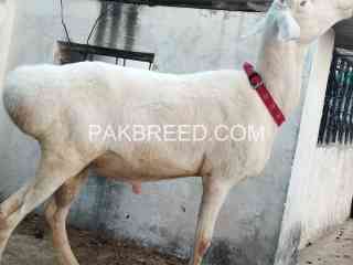 fatajangi-dumba-for-qurbani-2024-in-rawalpindi