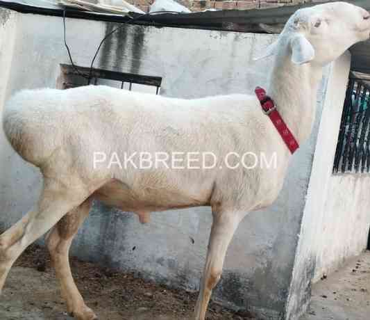 fatajangi-dumba-for-qurbani-2024-in-rawalpindi-big-0