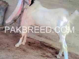 qurbani-bakra-for-sale-in-karachi