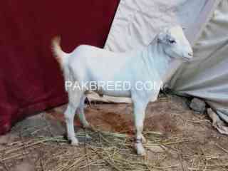 qurbani-ka-bakra-available-in-karachi