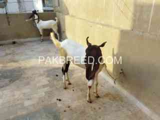 khassi-jori-for-sale-qurbani-2k24