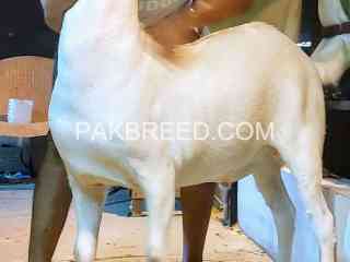 4-dant-khasi-bakra-for-sale-in-nazimabad