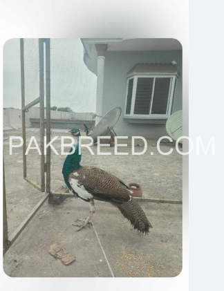 male-peocock-green-pied-bluefor-sale-big-3