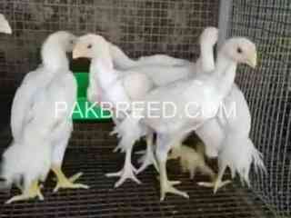 aseel-birds-for-sale-in-lahore