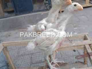 white-indian-parrot-beak-chicks-available-in-lahore