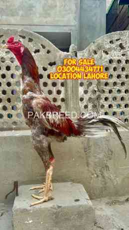 aseel-murga-for-sale-in-lahore-big-0