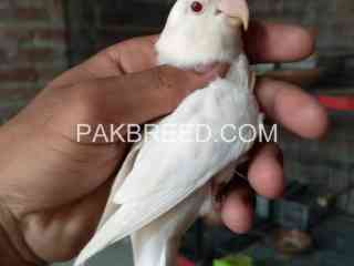 white-albino-red-eye-for-sale-in-pattoki