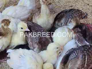 peacock-chicks-available-in-faisalabad