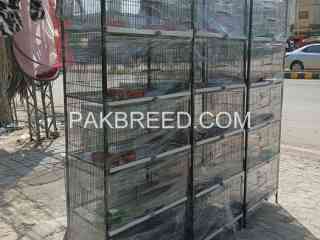 5-portion-cage-available-in-lahore