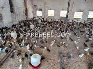 birds-for-sale-in-pattoki