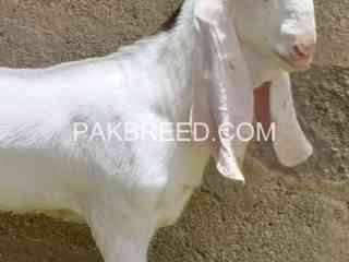 quality-goat-kid-male-for-sale-in-karachi