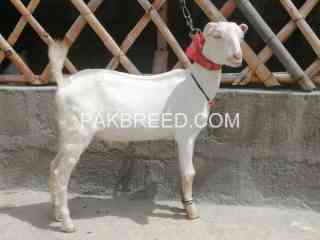 gulabi-tedda-for-sale-in-karachi