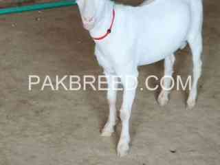 3-male-goats-looking-or-new-shelter