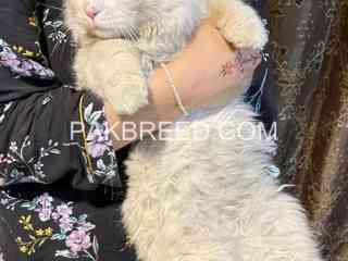 white-persian-is-available