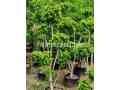 indoor-and-outdoor-plants-available-small-2