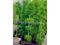 indoor-and-outdoor-plants-available-small-0