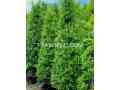 indoor-and-outdoor-plants-available-small-1