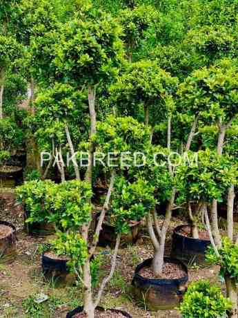 indoor-and-outdoor-plants-available-big-2