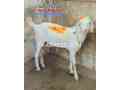 goat-for-sale-small-0