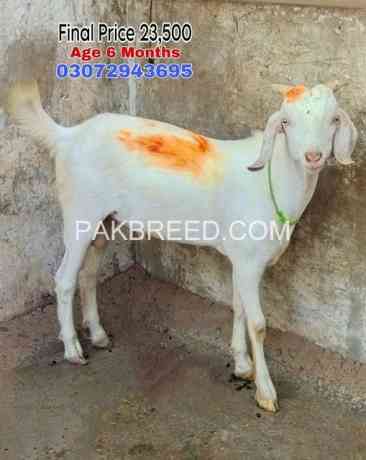 goat-for-sale-big-0