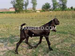 breedar-nagra-daba-and-beetal-bakray-for-sale-in-sahiwal