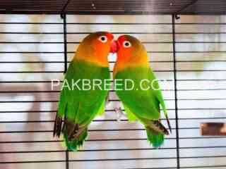 fishers-adult-pairs-available