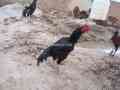 mianwali-mushka-strong-bird-small-1