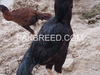 mianwali-mushka-strong-bird