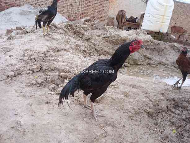 mianwali-mushka-strong-bird-big-1