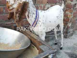 goat-for-sale-in-lahore