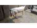 pair-of-pure-rajanpori-goat-in-lahore-small-1