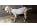 pair-of-pure-rajanpori-goat-in-lahore-small-2