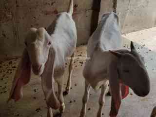 pair-of-pure-rajanpori-goat-in-lahore