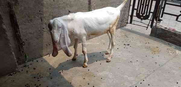 pair-of-pure-rajanpori-goat-in-lahore-big-1