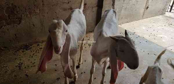 pair-of-pure-rajanpori-goat-in-lahore-big-0